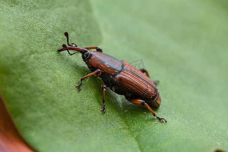 香蕉象虫摄影图