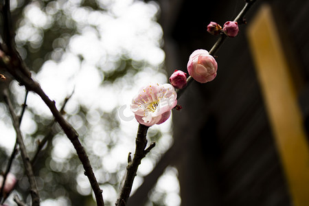 粉色梅花自然风景摄影图