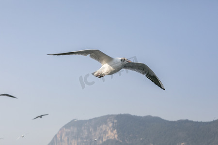 滇池海鸥摄影照片_滇池湖泊上飞翔海鸥摄影图