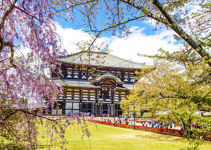 日本古代建筑和樱花摄影图