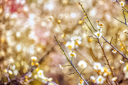梅花枝条和花蕾摄影图