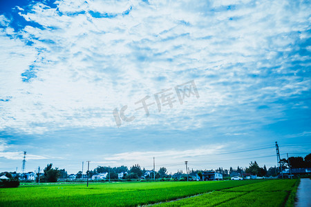 蓝天下稻田摄影图