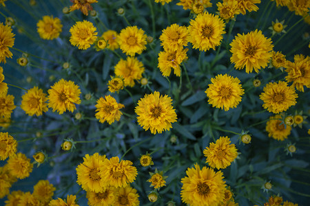 盛开黄色菊花摄影图