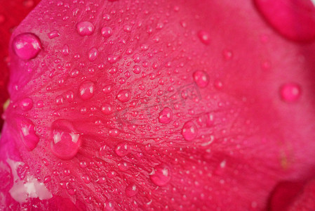 花瓣露珠摄影照片_红色玫瑰花花瓣摄影图
