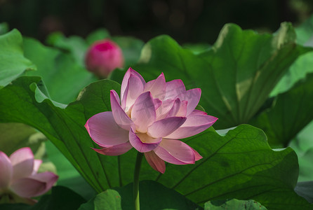 池塘摄影照片_盛夏荷花摄影图