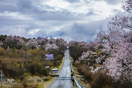 公路两旁桃花树摄影图