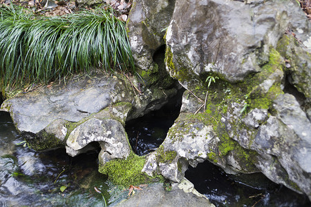 杭州植物园园内水边假山石头摄影图