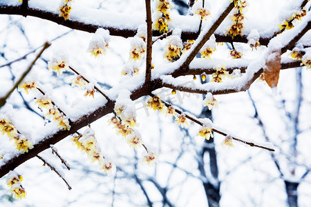 小雪摄影照片_一串腊梅花摄影图