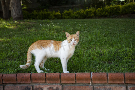 花纹竖版边框摄影照片_一只黄色花纹猫摄影图