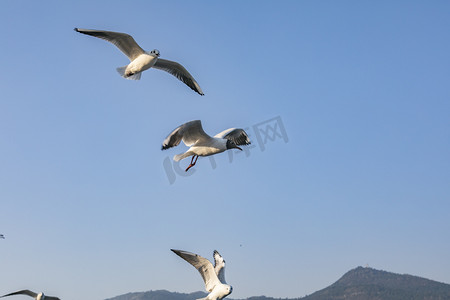 云南滇池湖上飞翔海鸥摄影图