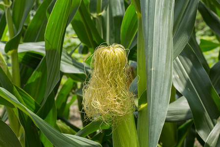 农田玉米摄影图