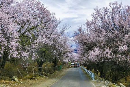 公路两旁桃花树摄影图