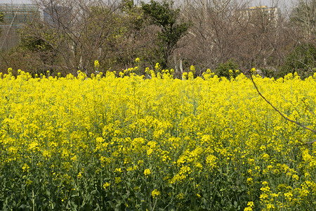 春黄色摄影照片_春天一片黄色油菜花风景摄影图