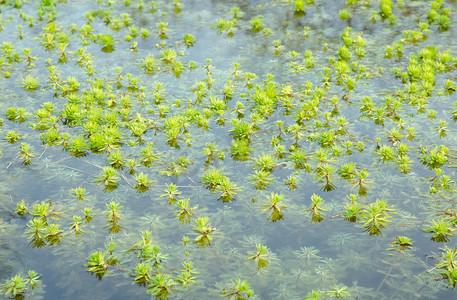 水中霓虹摄影照片_水中绿色植物摄影图