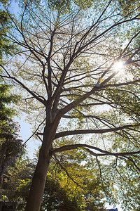 冬日阳光下大树摄影图