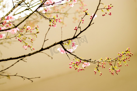 春摄影照片_红色小花风景图特写摄影图