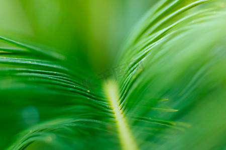 立夏隶书摄影照片_绿色植物虚实效果摄影图