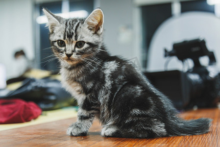 贪吃的小猫咪摄影照片_侧面猫咪摄影图