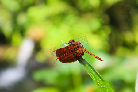 窗边红蜻蜓摄影照片_一只停在叶子尖端小蜻蜓摄影图
