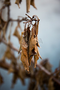 干枯秀发摄影照片_干枯树叶落叶秋天秋季摄影图