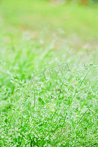 绿色清新立春摄影照片_绿色草地摄影图