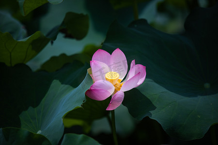 开放摄影照片_夏日开放荷花摄影图