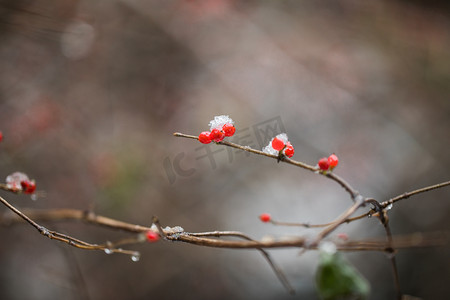 冬至豆腐摄影照片_冬天挂满雪花红果摄影图