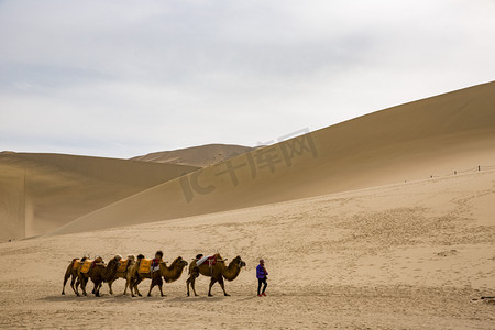 沙漠骆驼摄影摄影照片_鸣沙山风景名胜摄影图