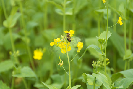 油菜花田里飞舞采蜜蜜蜂摄影图