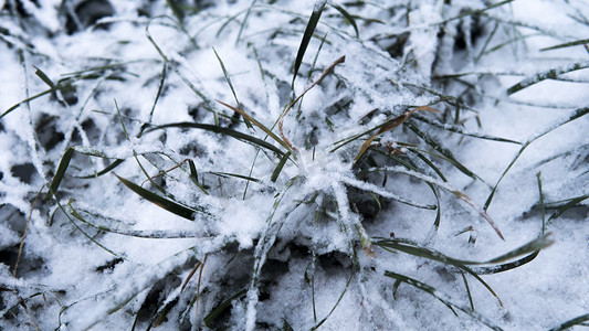 冬天叶子摄影照片_冬天雪后草地摄影图