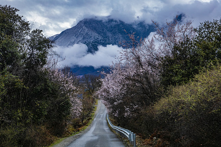 公路两旁桃花树摄影图