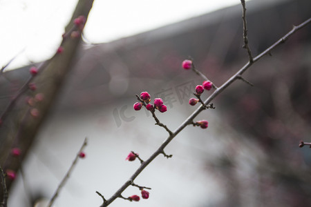 冬天红梅自然风景摄影图配图