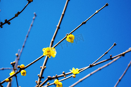 树枝上腊梅花摄影图