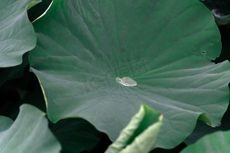 夏天荷叶露水水滴摄影图