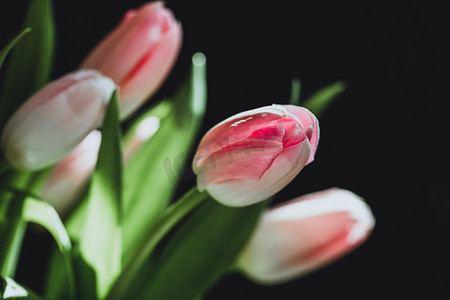 郁金香花束摄影照片_郁金香暗调摄影图