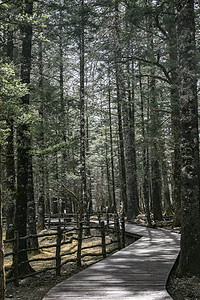 零星林木摄影照片_茂密古树森林自然风景摄影图
