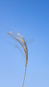 自然芦苇摄影照片_蓝天下随风飘荡植物芦苇自然风景摄影图