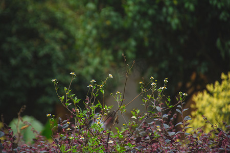 灌木植物上生长野花自然风景摄影图