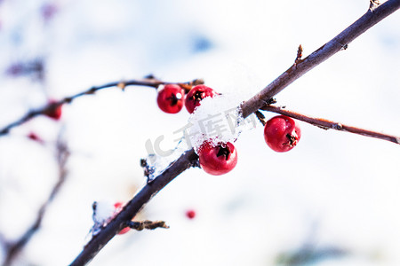 冬天雪中植物红豆摄影图