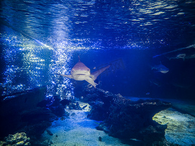 海底banner摄影照片_水族馆海底鲨鱼摄影图