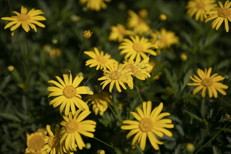 盛开黄色雏菊自然风景摄影图