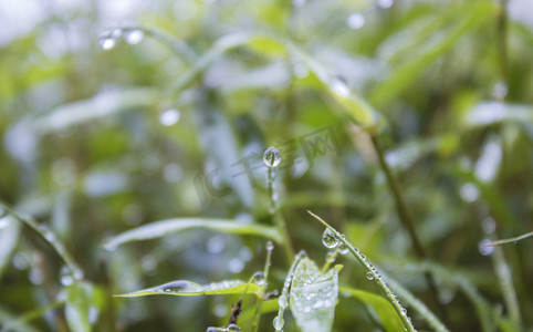 雨景摄影照片_绿叶上水珠雨景摄影图