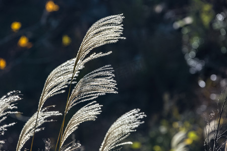 枝条摄影照片_芦苇树叶和枝条摄影图