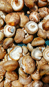 香菇食材摄影图