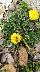 两朵黄色花朵植物自然风景摄影图