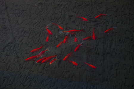 俯拍红色观赏鱼在水中游玩摄影图配图