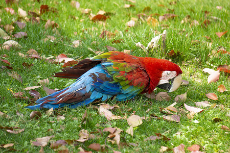 红蓝公众号摄影照片_草地上找食蓝红鹦鹉摄影图