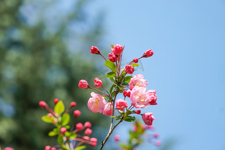 粉色实物花摄影照片_粉色海棠花微距摄影图