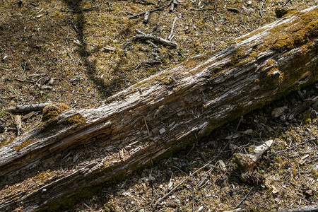 自然风光古树枯木摄影图