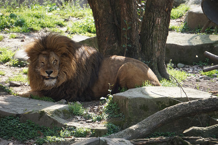 躺在地上野生动物狮子摄影图